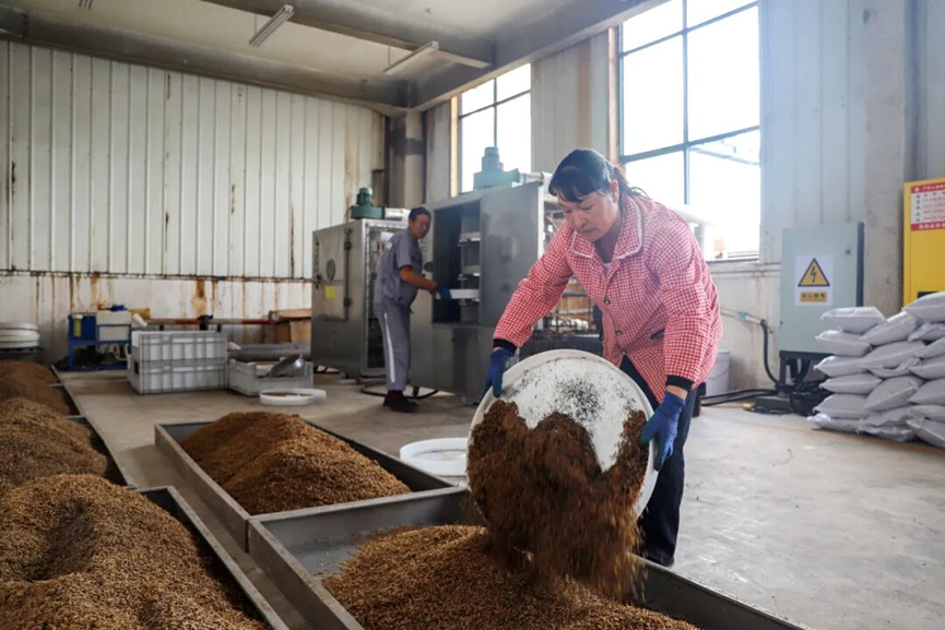 太阳成集团tyc酱酒糟黑水虻转化中试项目实现满负荷运行